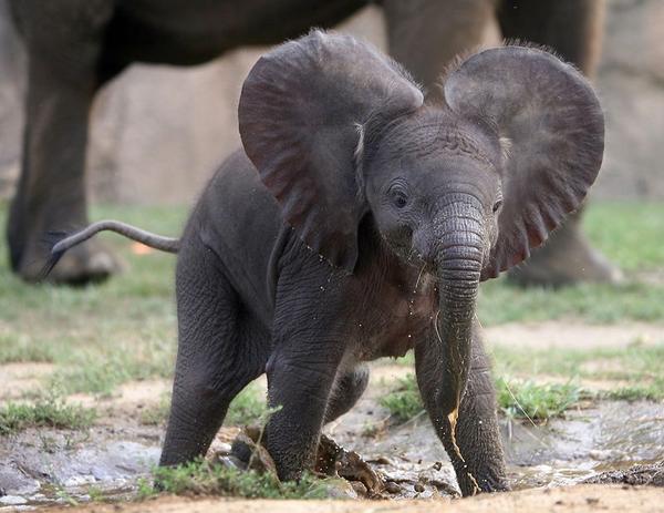 photo of baby elephant